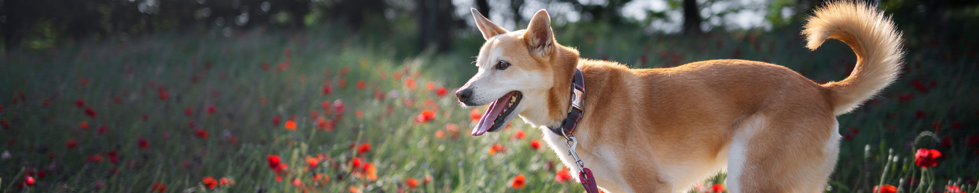 dog-about-banner
