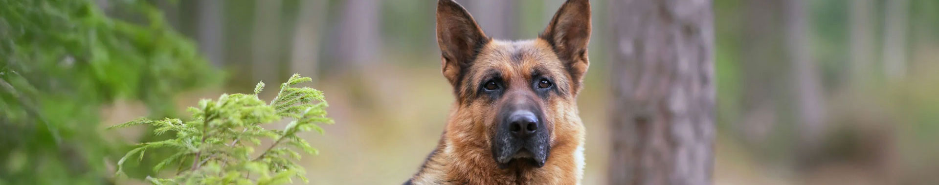 dog-contact-banner
